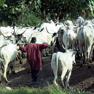 Yoruba Ko’Ya Foundation to Govt: Killings by criminals appearing as Fulani herdsmen must stop now